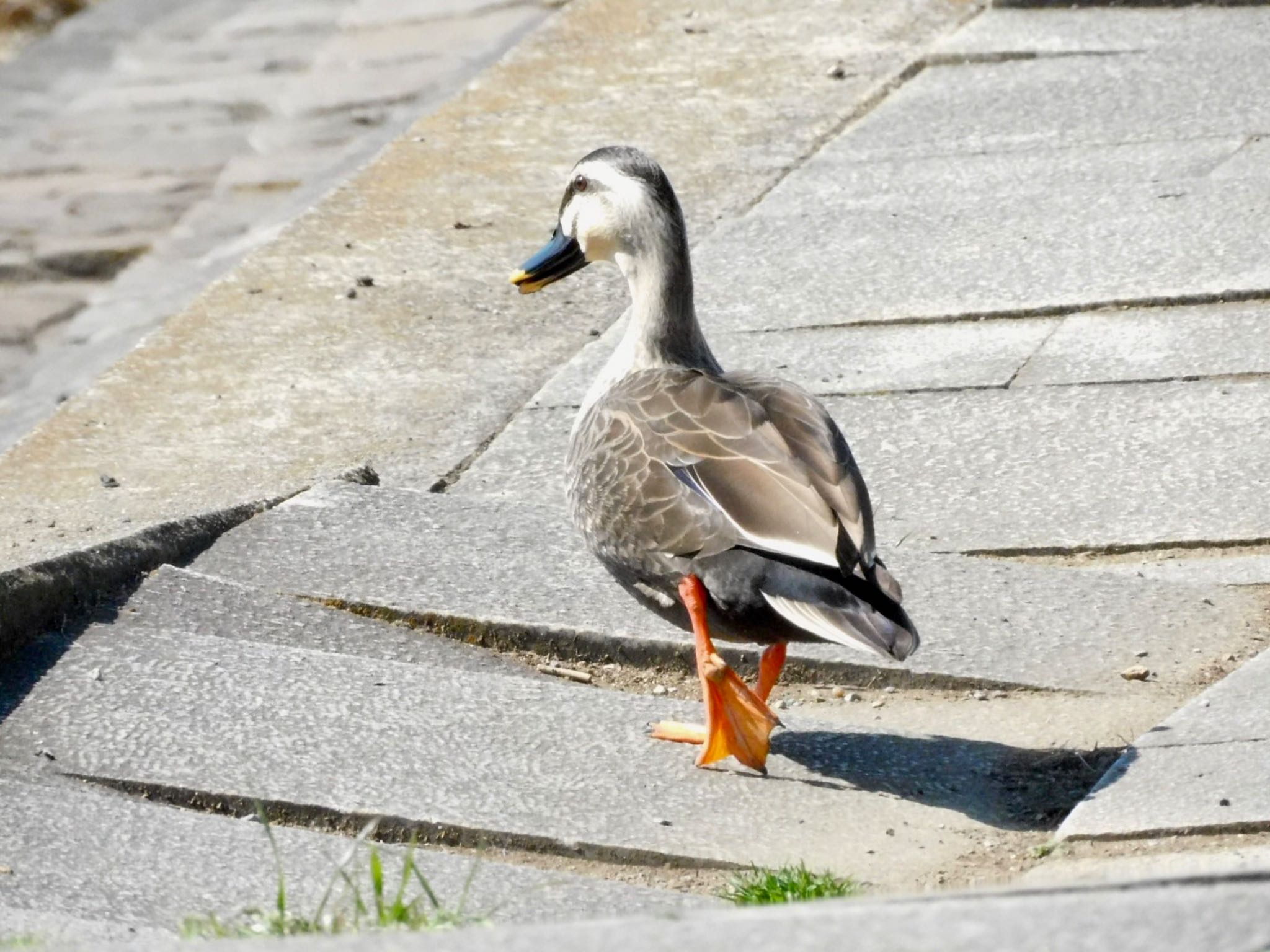 柏 カルガモの写真