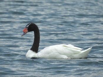 Black-necked Swan Lake Eola Park Sun, 6/26/2022