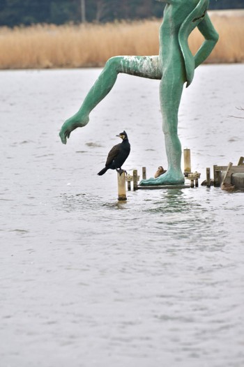 カワウ 手賀沼 2023年2月25日(土)