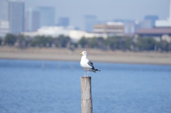 セグロカモメ 葛西臨海公園 2023年3月4日(土)