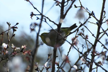 Warbling White-eye Osaka Tsurumi Ryokuchi Sat, 3/4/2023