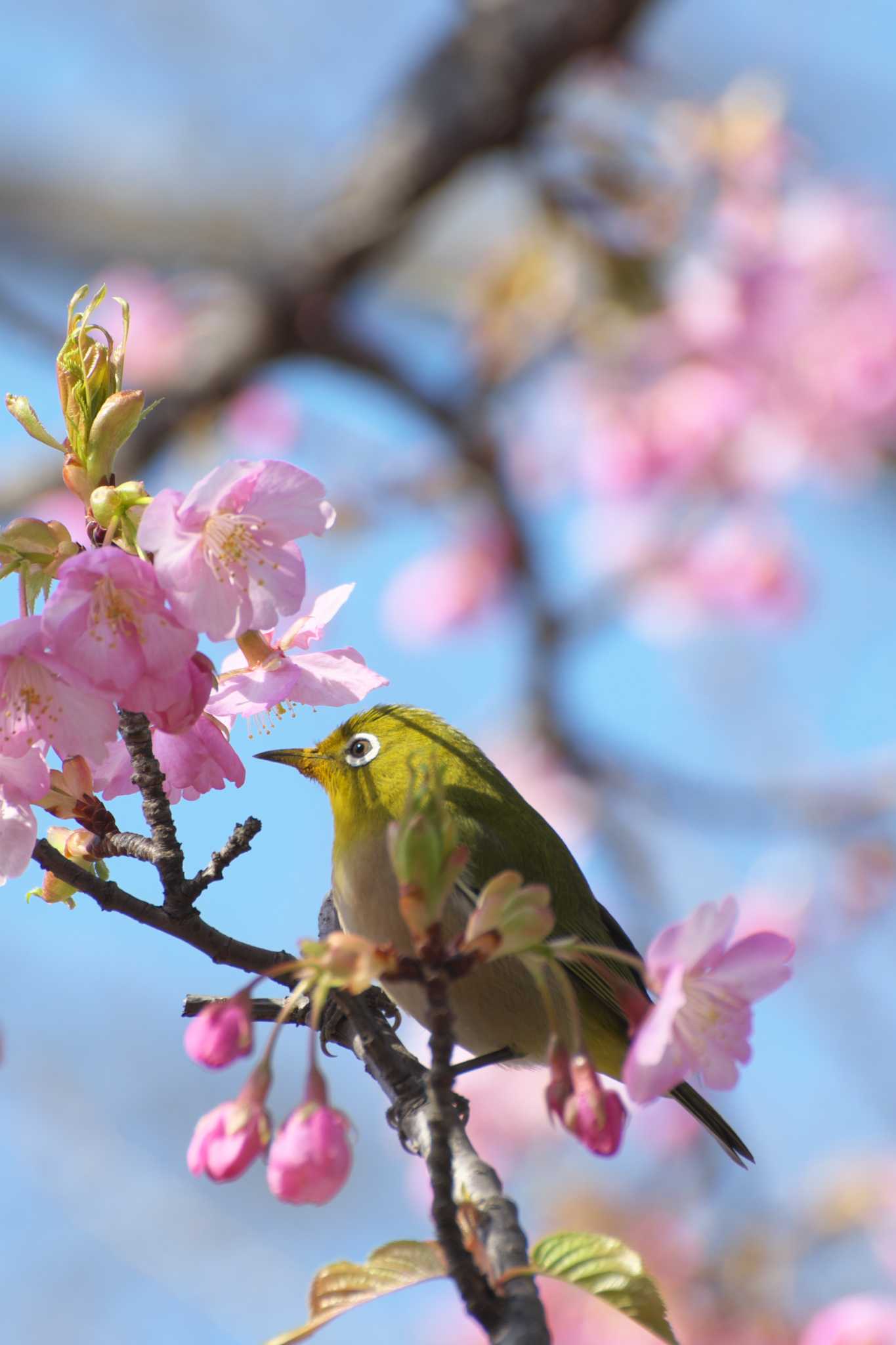 河津桜にメジロ by 大井 誠