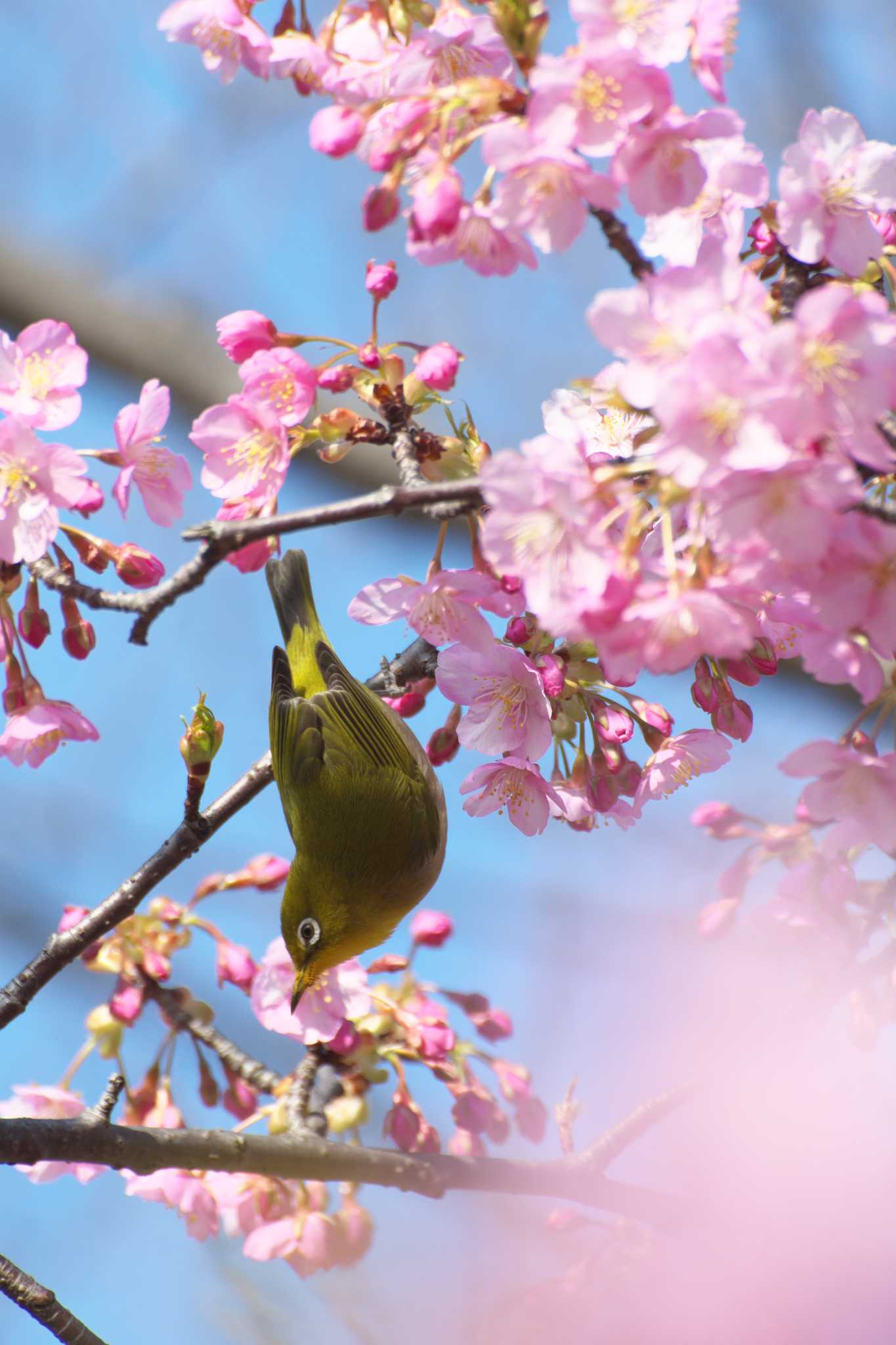 河津桜にメジロ