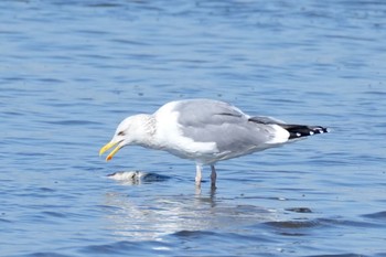 セグロカモメ 葛西臨海公園 2023年3月4日(土)