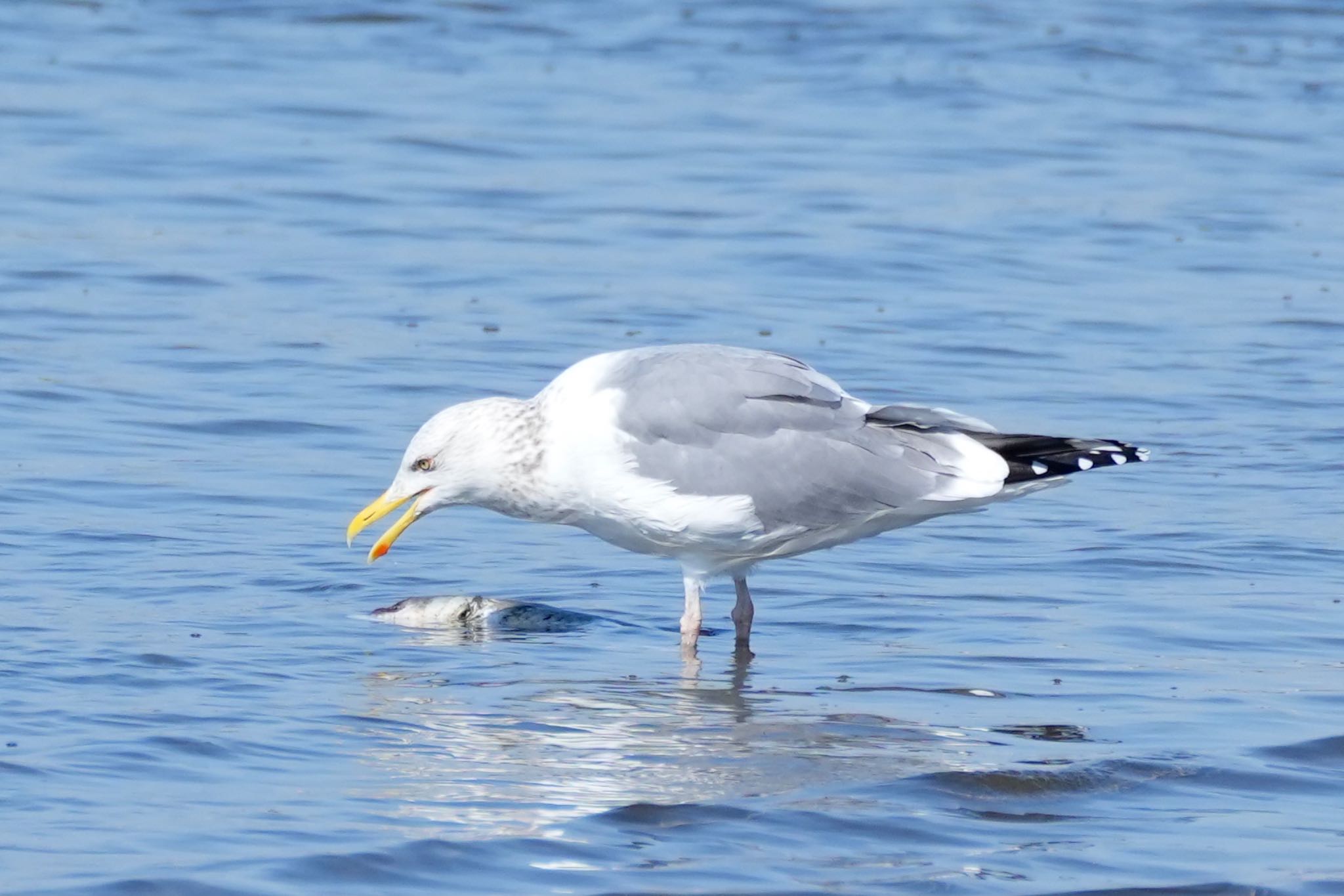 葛西臨海公園 セグロカモメの写真