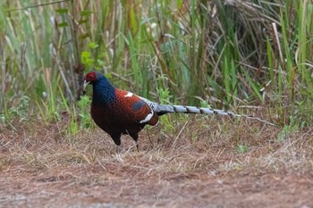 2023年2月22日(水) Doi Sanjuの野鳥観察記録