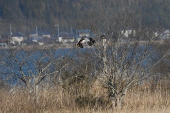 チュウヒ 稲敷市 2023年2月27日(月)