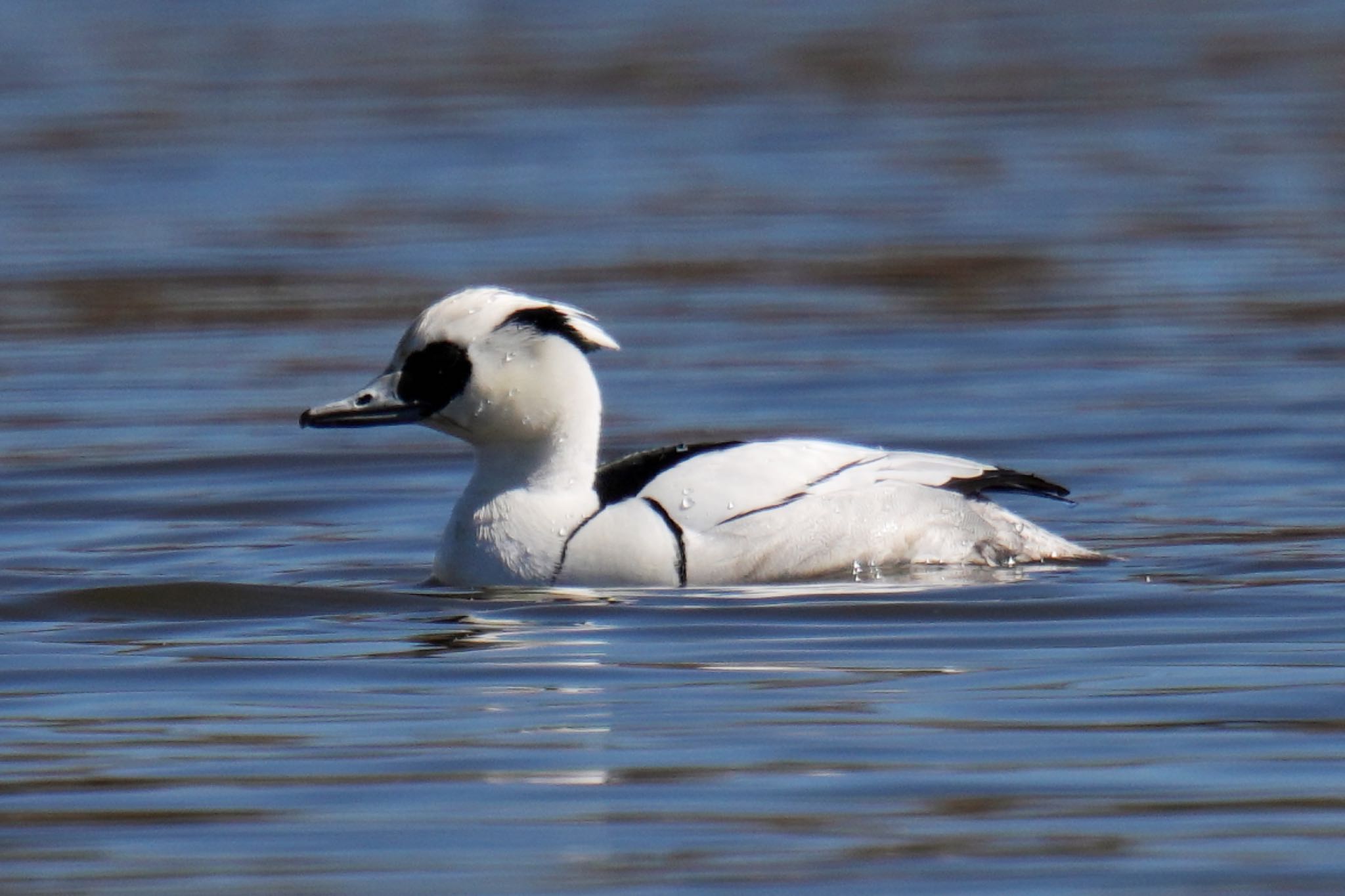 Smew