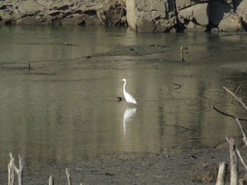 ダイサギ 宮ケ瀬湖 2023年3月4日(土)