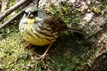 アオジ 各務野自然遺産の森 2023年3月4日(土)