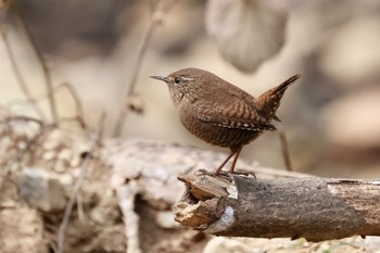 ミソサザイ 各務野自然遺産の森 2023年3月4日(土)