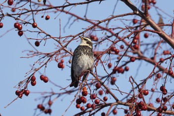 2023年3月5日(日) 北海道大学の野鳥観察記録