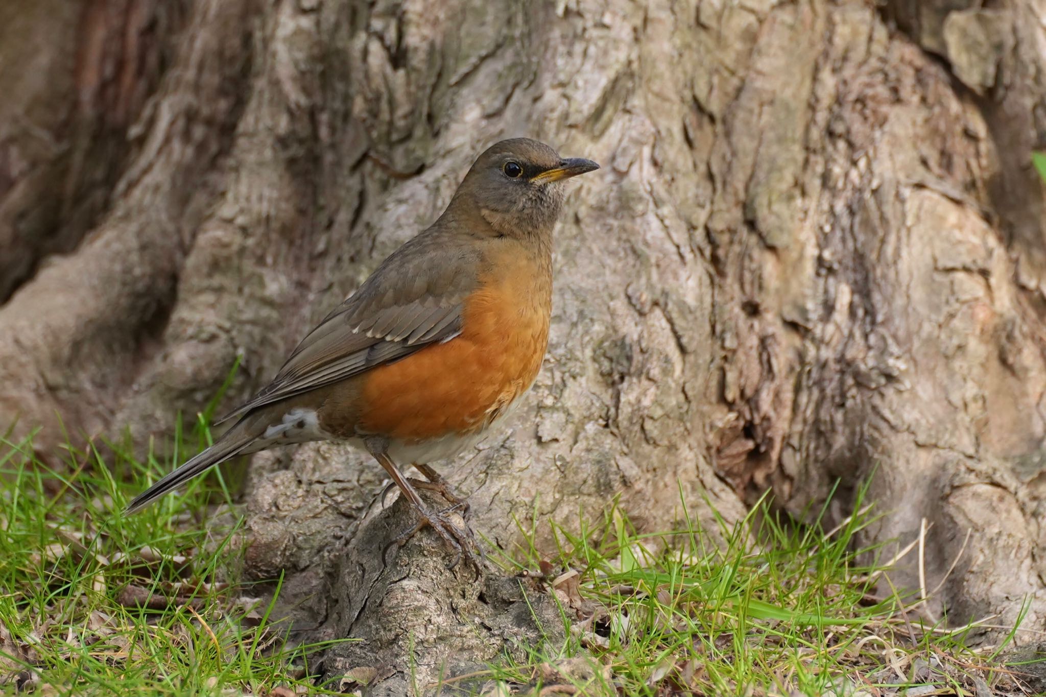 篠崎公園 オオアカハラの写真