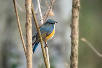 ルリビタキ 京都府立植物園 2023年3月4日(土)