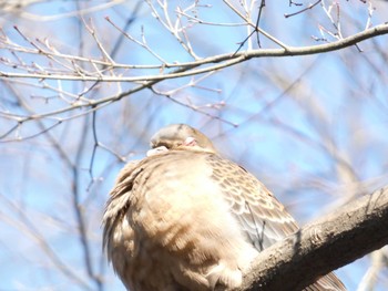 キジバト 井の頭公園 2023年2月23日(木)