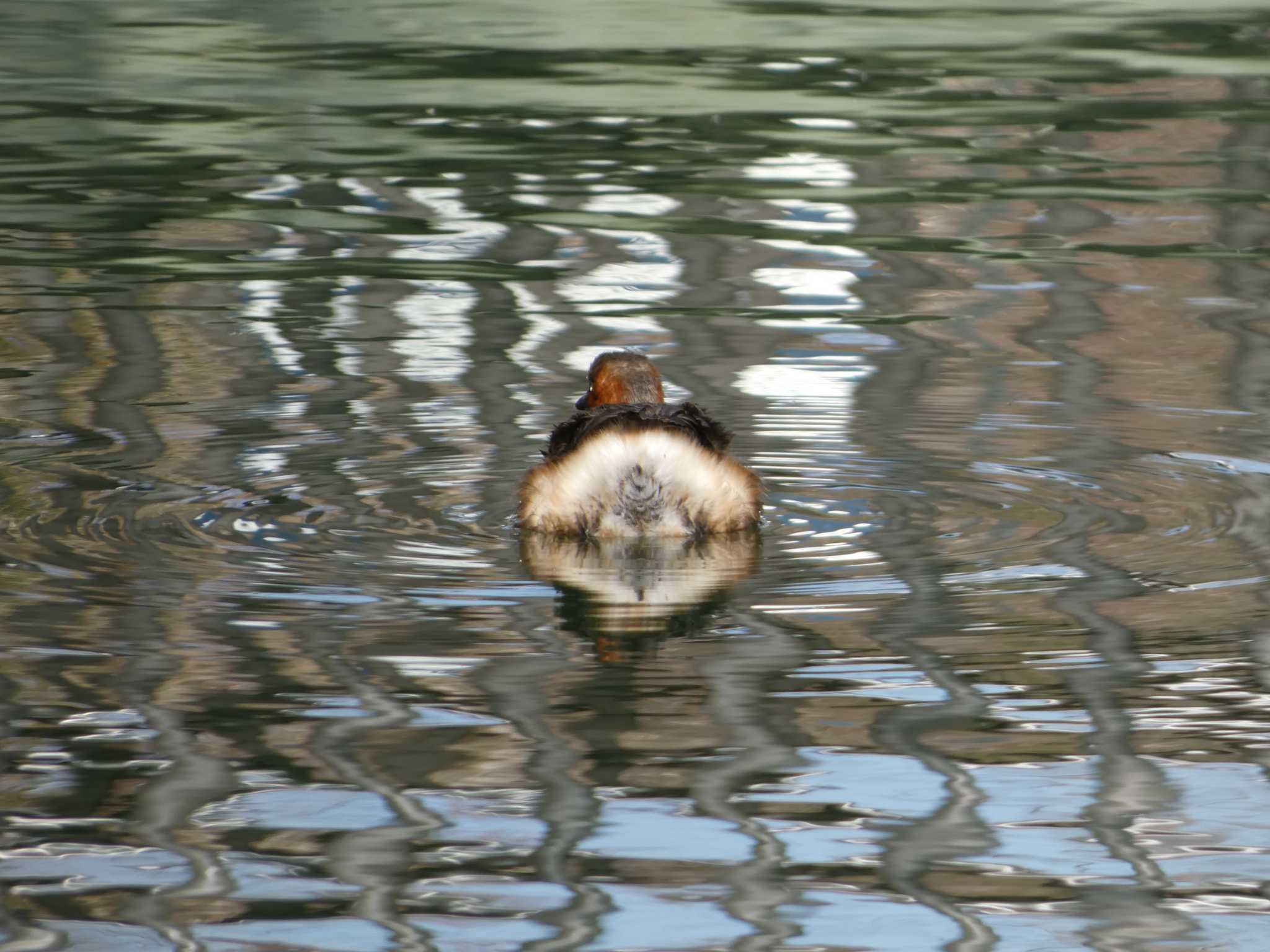 井の頭公園 カイツブリの写真 by かせん