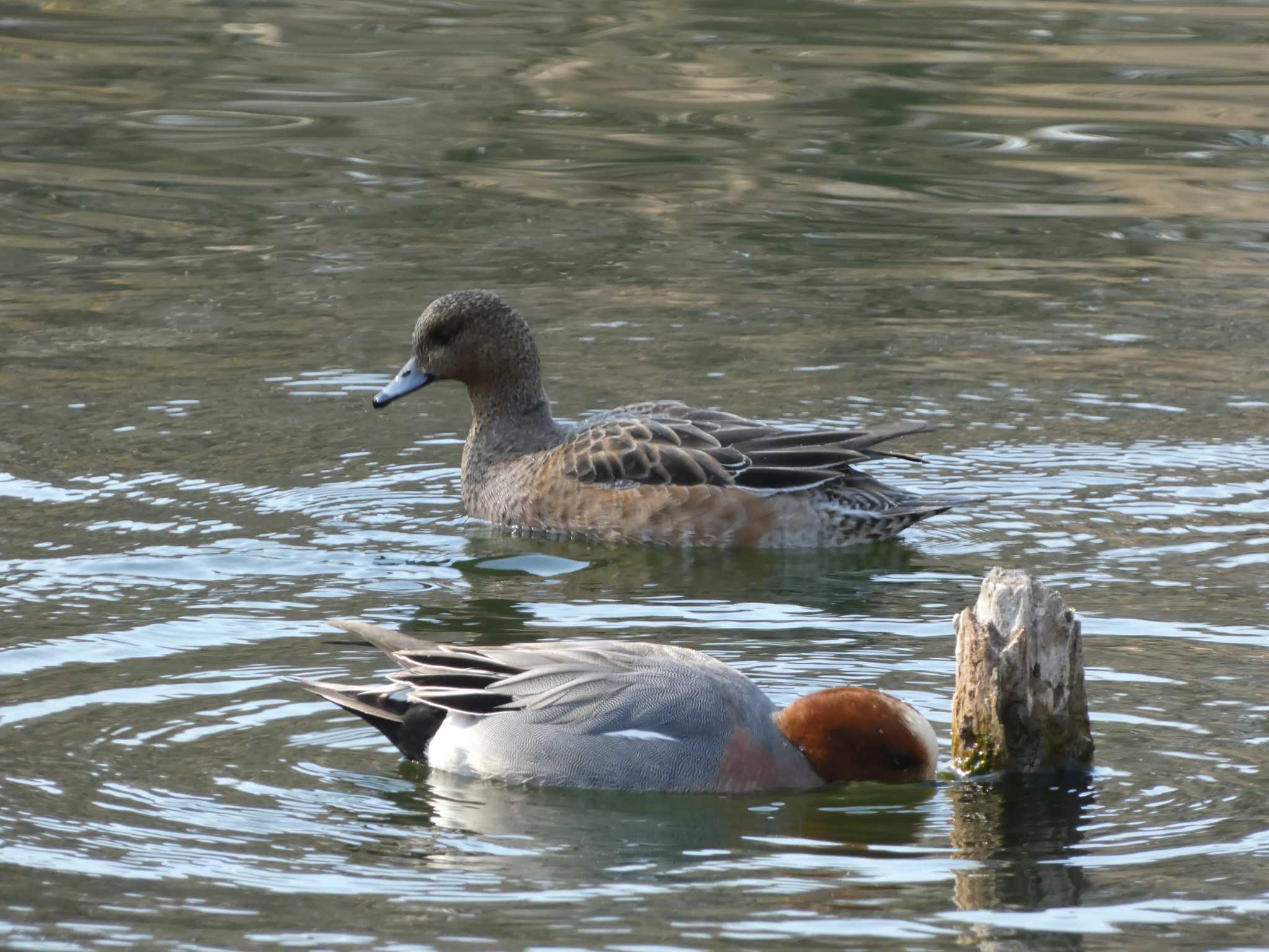 井の頭公園 ヒドリガモの写真 by かせん