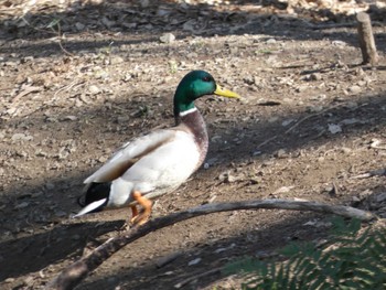 マガモ 井の頭公園 2023年2月23日(木)