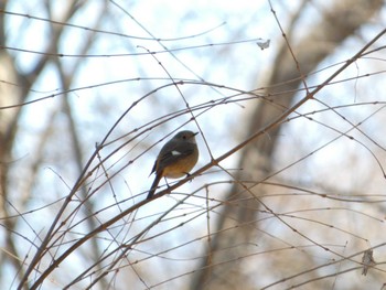 2023年2月23日(木) 井の頭公園の野鳥観察記録