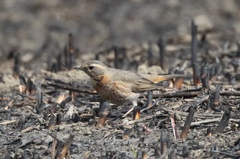 ハチジョウツグミ 場所が不明 撮影日未設定