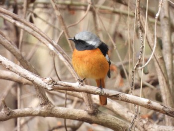 2023年3月5日(日) 浅羽ビオトープの野鳥観察記録