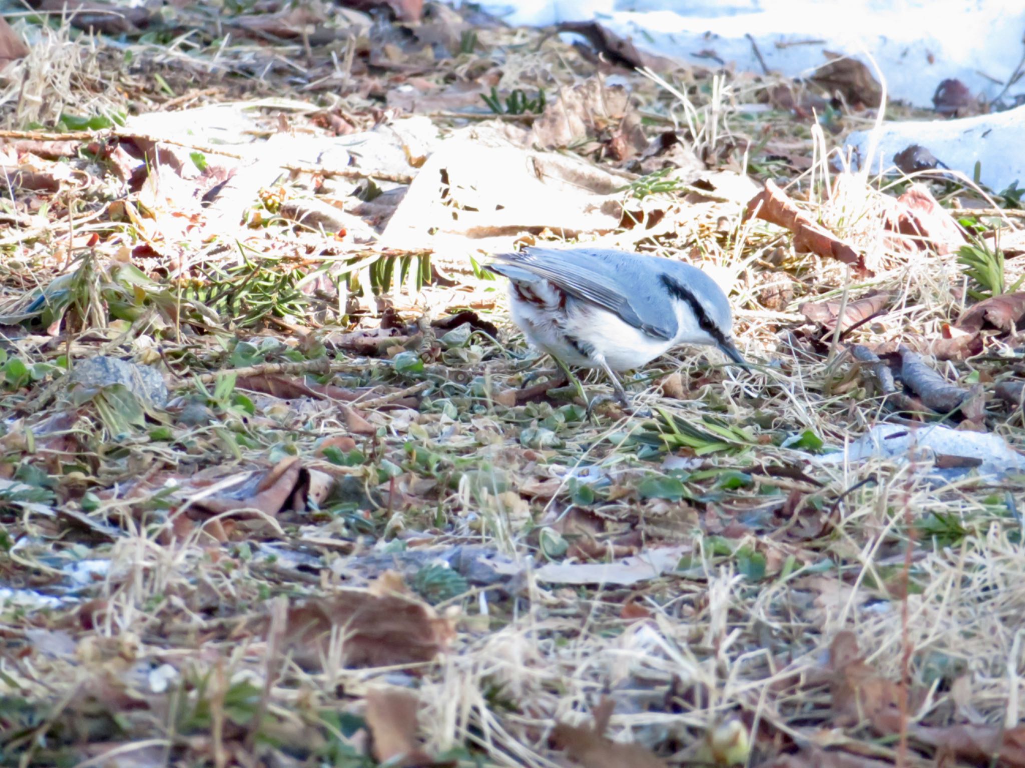 シロハラゴジュウカラ