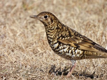 White's Thrush Kobe Forest Botanic Garden Sun, 3/5/2023