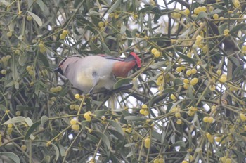 Japanese Waxwing Higashitakane Forest park Sun, 3/5/2023