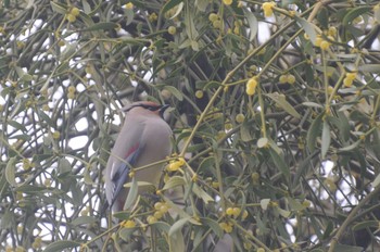 Japanese Waxwing Higashitakane Forest park Sun, 3/5/2023