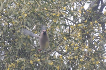 Japanese Waxwing Higashitakane Forest park Sun, 3/5/2023