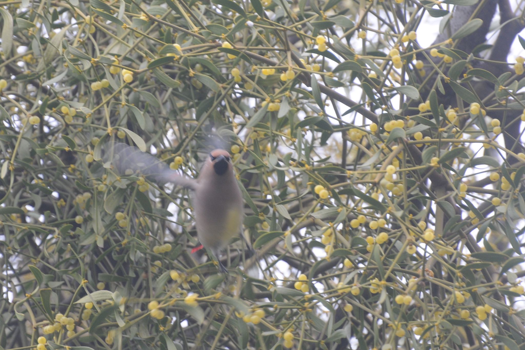 Photo of Japanese Waxwing at Higashitakane Forest park by ウィル