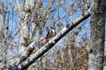 Sun, 3/5/2023 Birding report at 和泉葛城山