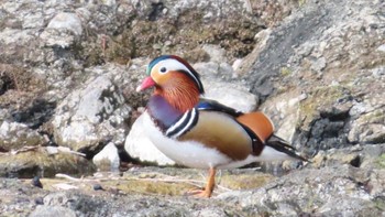 Mandarin Duck 青野原 Sat, 3/4/2023