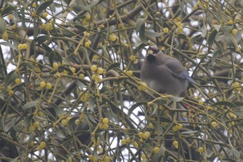 Japanese Waxwing Higashitakane Forest park Sun, 3/5/2023