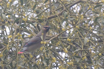 Japanese Waxwing Higashitakane Forest park Sun, 3/5/2023