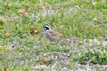 Meadow Bunting 淀川河川公園 Sun, 3/5/2023