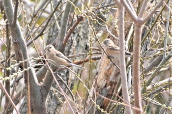 Siberian Long-tailed Rosefinch 淀川河川公園 Sun, 3/5/2023