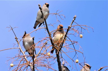 ヒレンジャク 淀川河川公園 2023年3月5日(日)