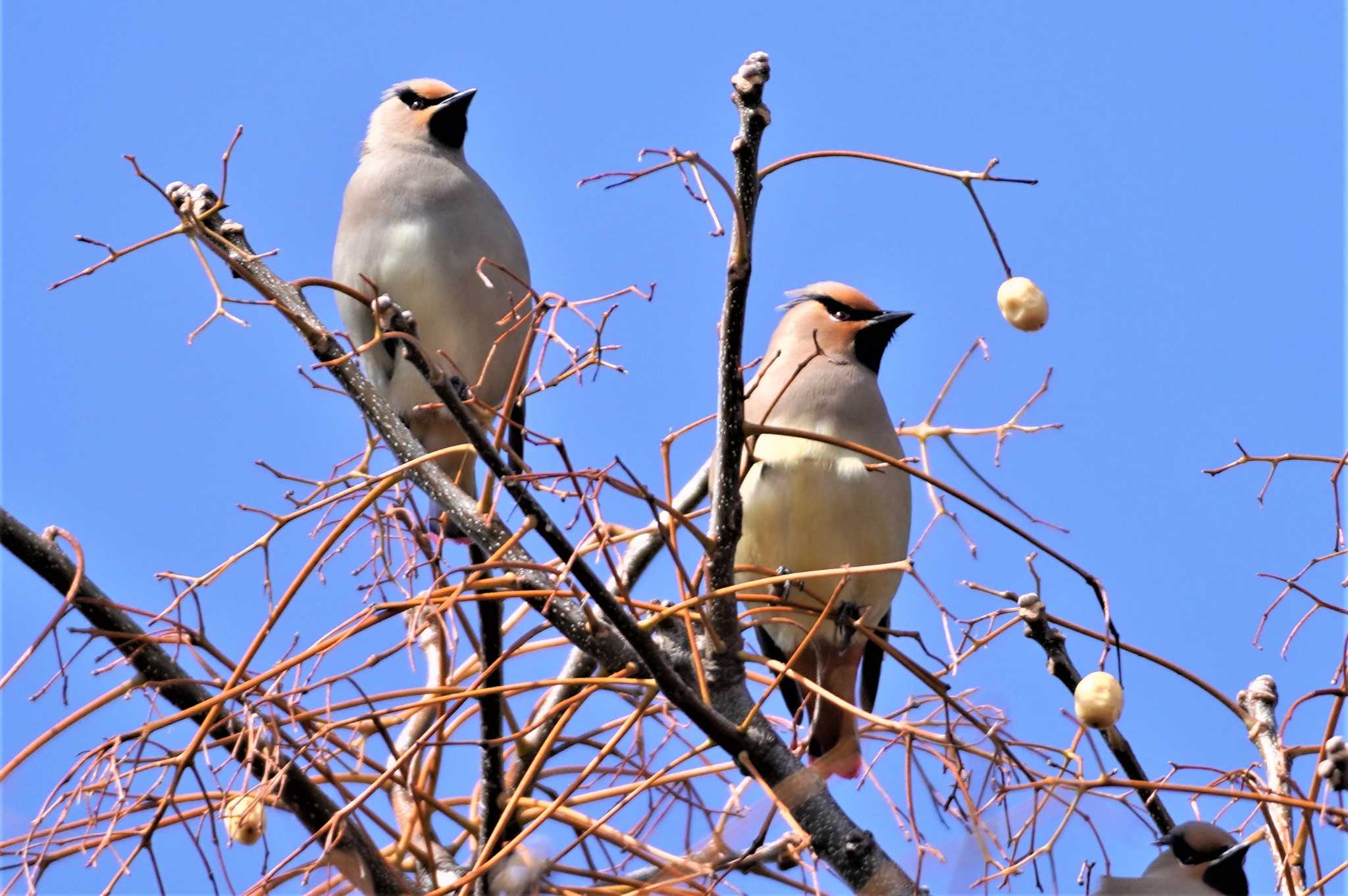 Photo of Japanese Waxwing at 淀川河川公園 by BARD9800