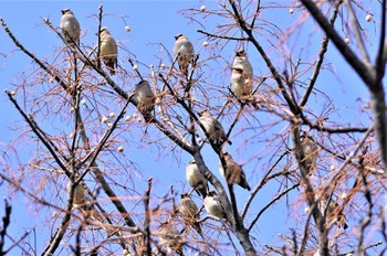 ヒレンジャク 淀川河川公園 2023年3月5日(日)