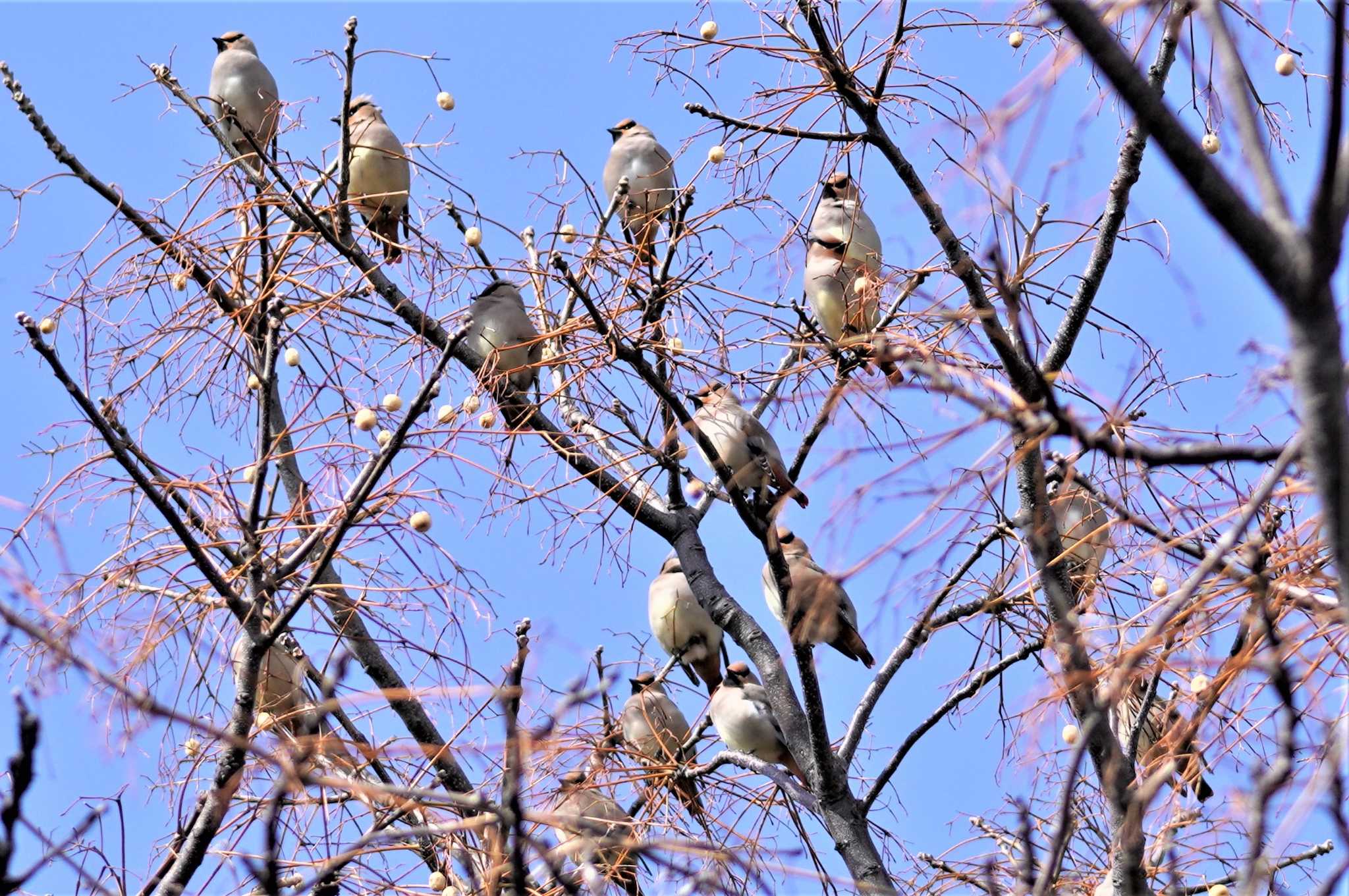 Photo of Japanese Waxwing at 淀川河川公園 by BARD9800