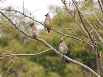 2023年3月5日(日) 葛西臨海公園の野鳥観察記録