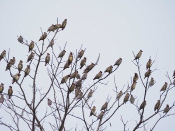 ヒレンジャク 葛西臨海公園 2023年3月5日(日)