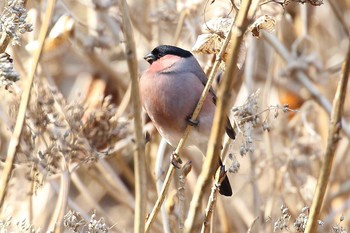 Eurasian Bullfinch(rosacea) Unknown Spots Unknown Date