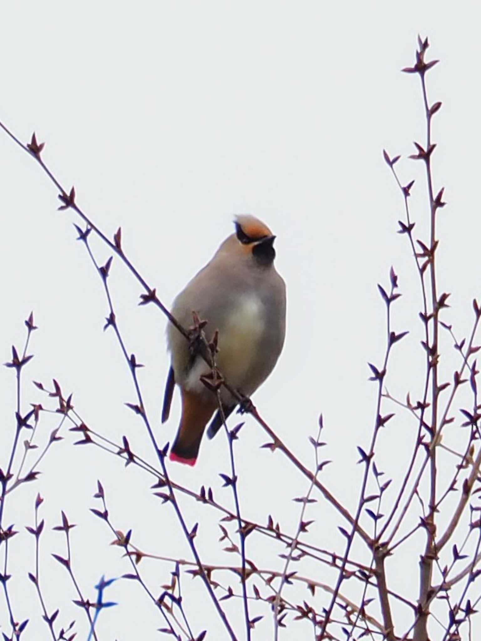 Photo of Japanese Waxwing at Higashitakane Forest park by とろろ