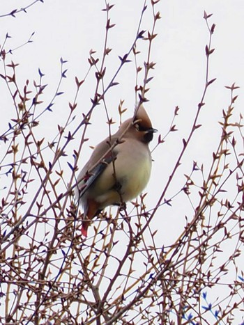 Japanese Waxwing Higashitakane Forest park Sun, 3/5/2023