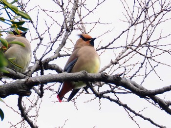 Japanese Waxwing Higashitakane Forest park Sun, 3/5/2023