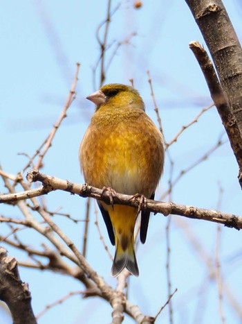 Grey-capped Greenfinch Higashitakane Forest park Sun, 3/5/2023