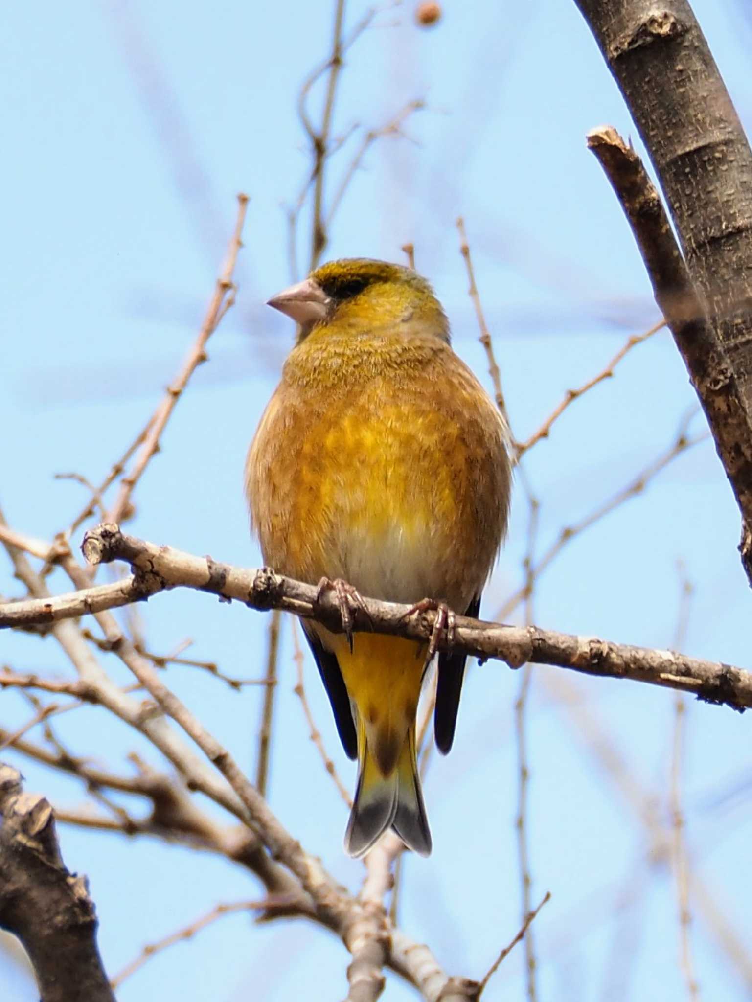 Photo of Grey-capped Greenfinch at Higashitakane Forest park by とろろ