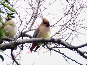 Japanese Waxwing Higashitakane Forest park Sun, 3/5/2023